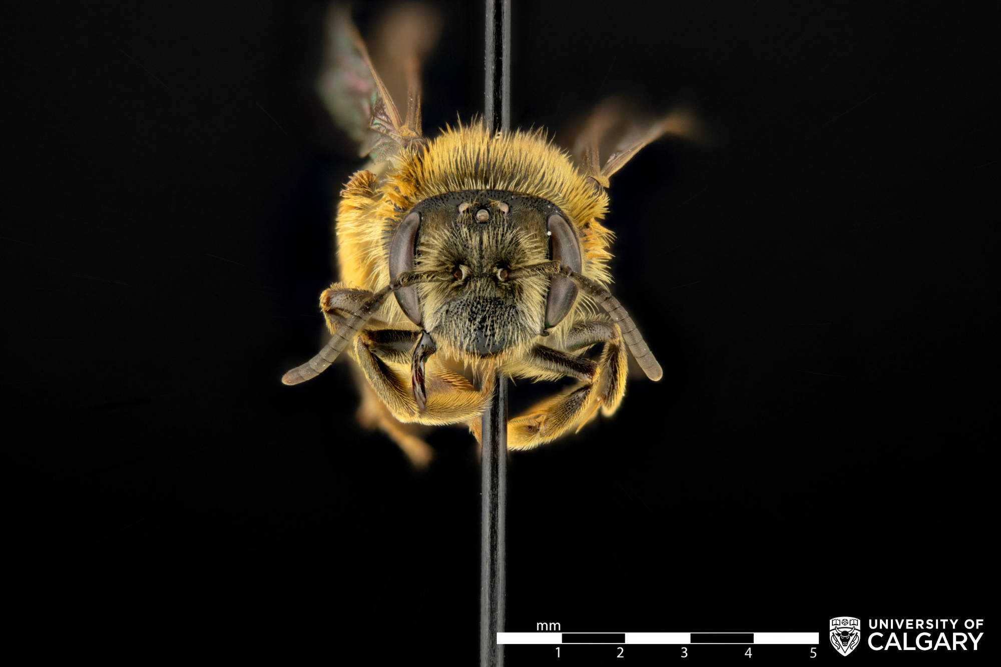 Campus Collisions – Digitizing Alberta’s Native Bees:  A Panel Discussion