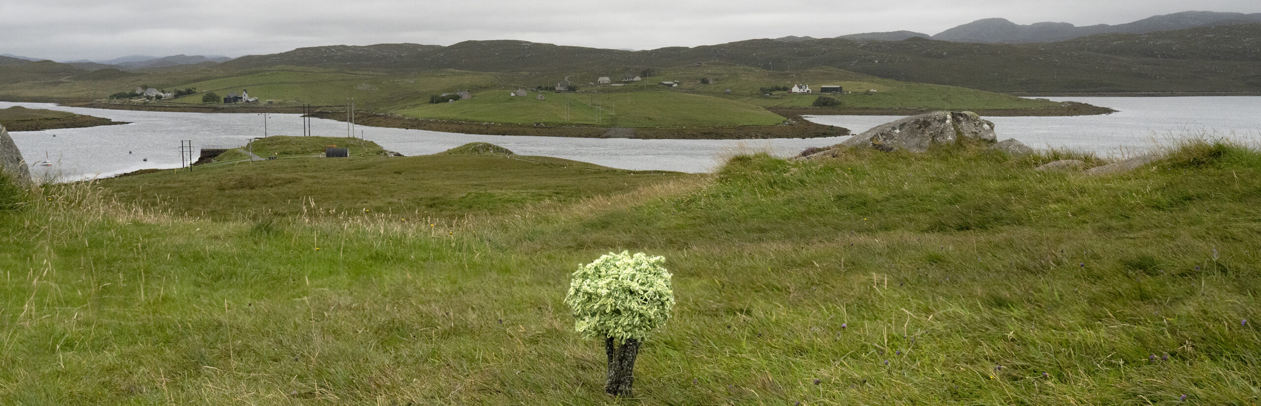 Opening Reception – Gwen MacGregor: Treelines – Here and There